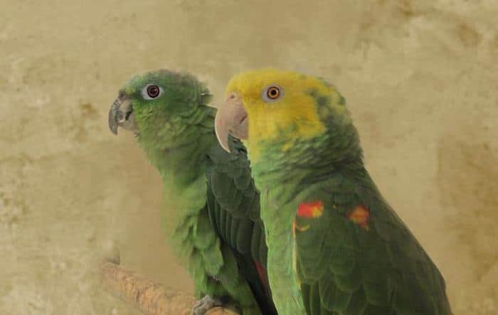 Два амазона спокойно сидят в вольере приюта для попугаев