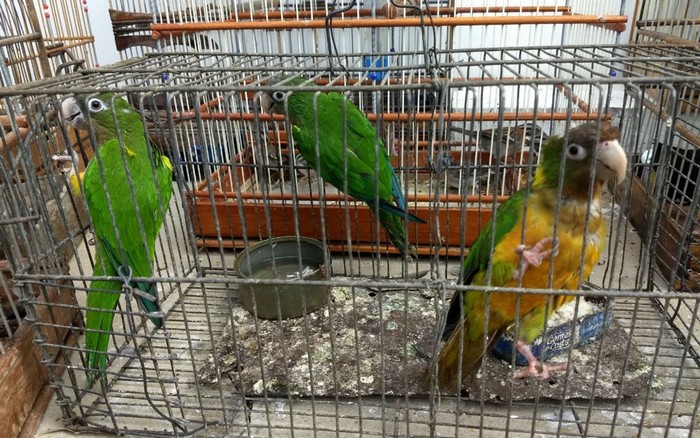 Три попугая, изъятые у браконьеров в бразильском штате Байя, сидят в клетке