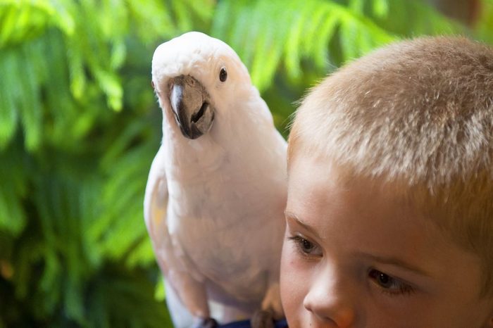 Мальчик с молуккским какаду на плече в приюте для попугаев