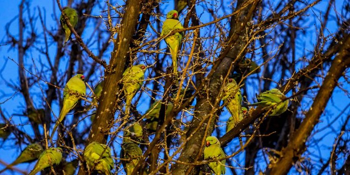 Кольчатые попугаи обосновались на ветках одного из парковых деревьев в Кельне