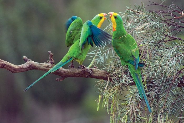 Пара роскошных баррабандовых попугая играет