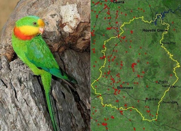 Фотопортрет роскошного баррабандова попугая и карта спасения птицы в Австралии