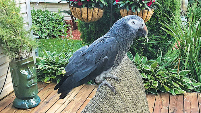 Серый африканский попугай Бой наслаждается возвращением домой