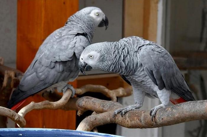 Пара серых попугаев, за которых владелец борется уже более года