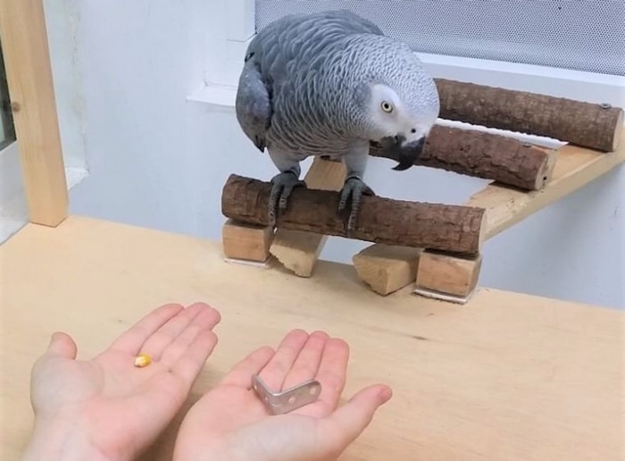 Эксперимент с выбором для попугая