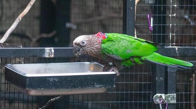 Фото веерного попугая по имени Бумер в Смитсоновском зоопарке