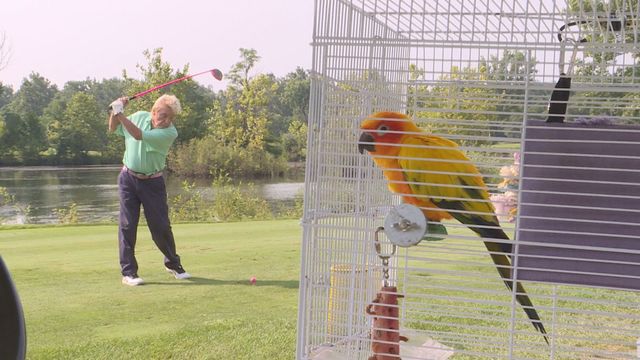 Пол играет в гольф, а солнечный аратинга Расти наблюдает