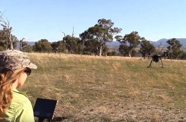 Дебби Сондерс запускает квадрокоптер для изучения местности на предмет ласточкового попугая