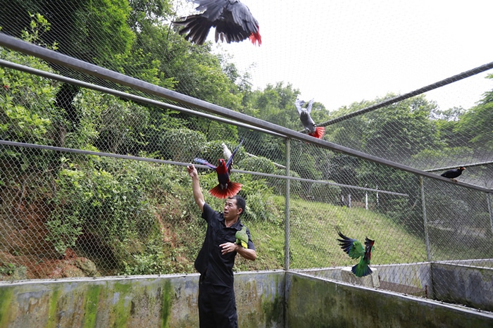 Лин Чжаомин ухаживает за попугаями в вольере спасательного центра