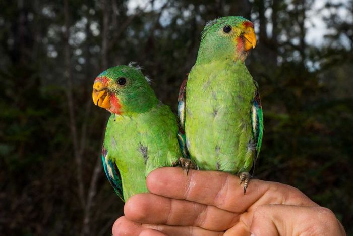 Пара ласточковых попугаев сидит на руке орнитолога