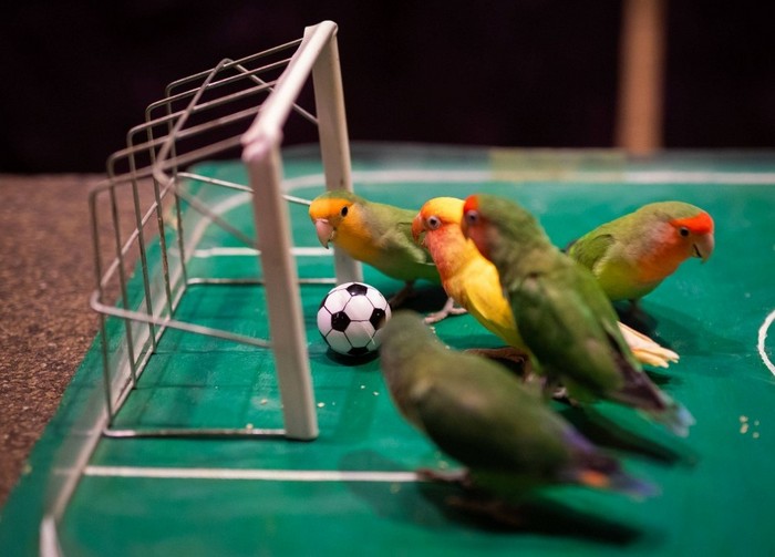 Попугаи играют в футбол и празднуют забитый гол