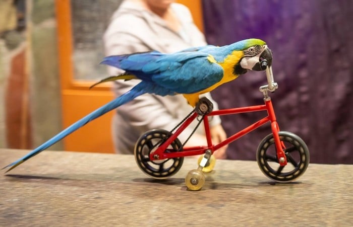 Сине-желтый ара катается на велосипеде