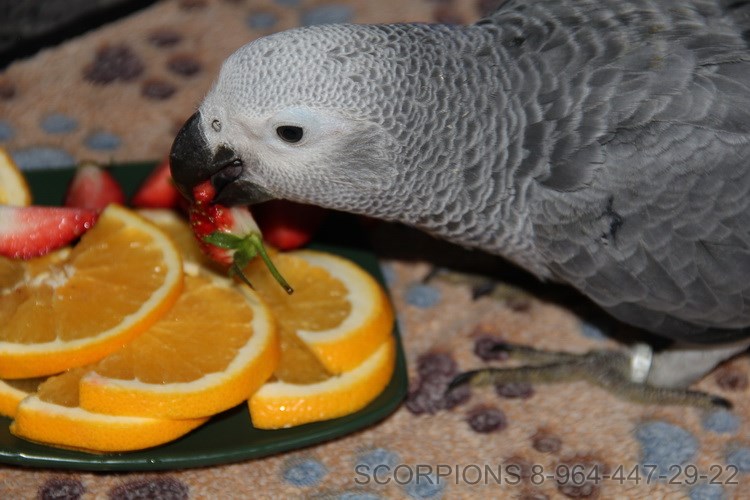 жако кушает апельсин