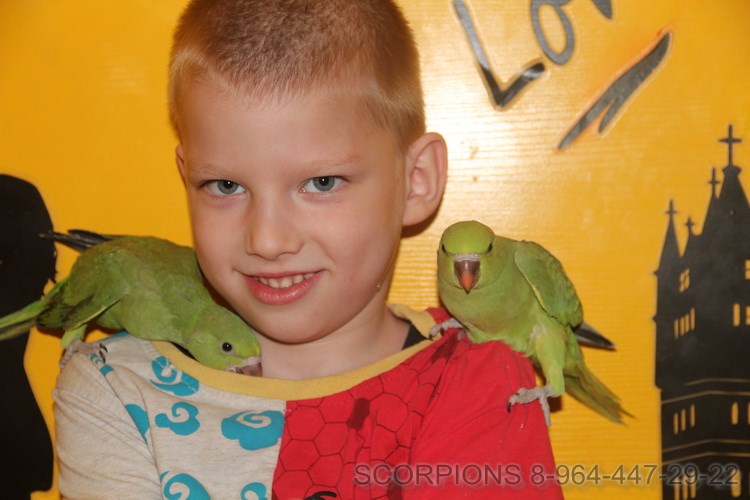 ожереловые попугайчики с ребенком