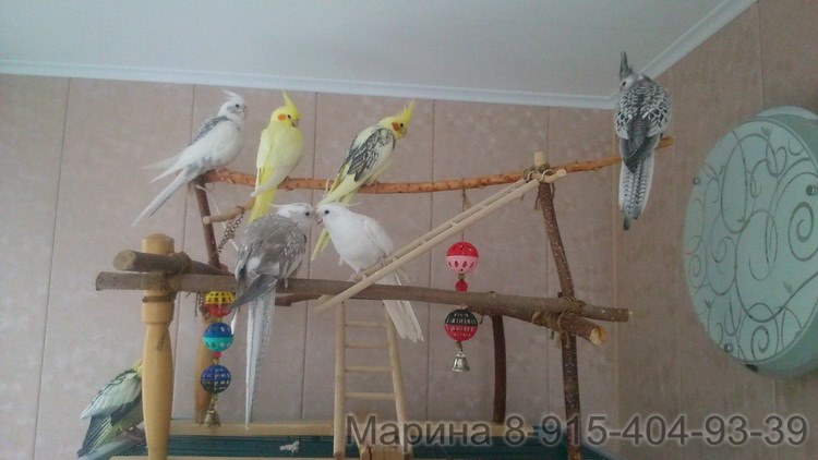 стая попугаев