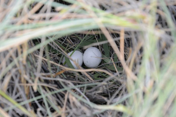 Фотография якобы гнезда ночного попугая с двумя яйцами, которая также была удалена с сайта