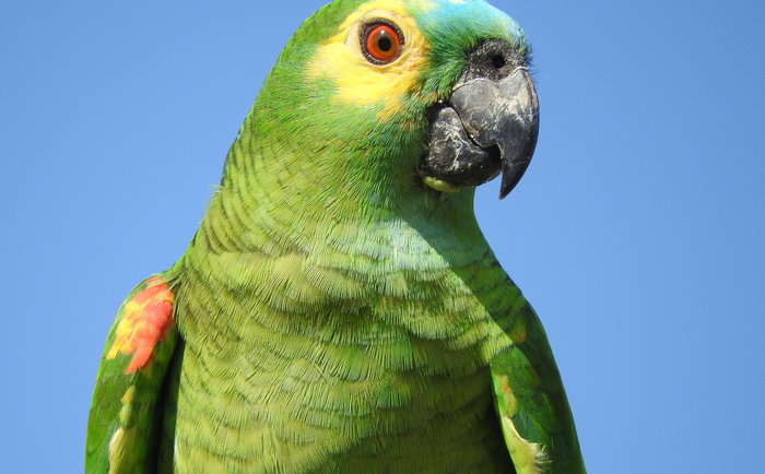 Синелобый амазон по имени Мойзес стал источником генома для исследования долголетия попугаев