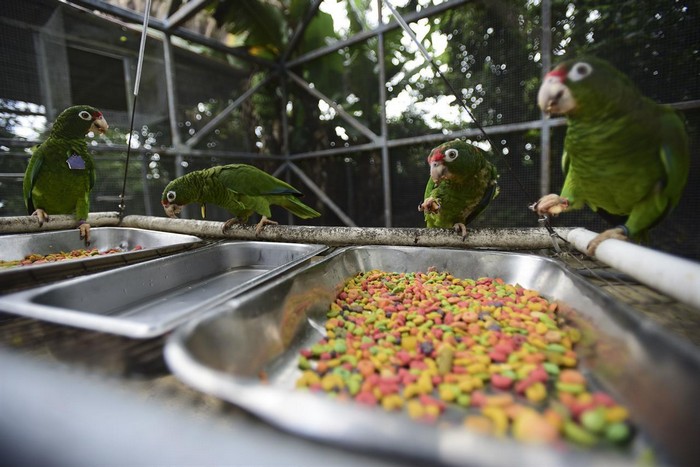 Молодые пуэрто-риканские амазоны кормятся в одном из вольеров восстановительного центра