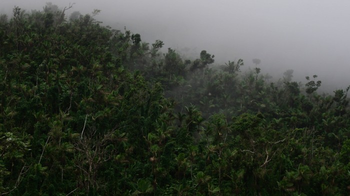 Вид на тропический лес в Эль-Юньке, Пуэрто-Рико
