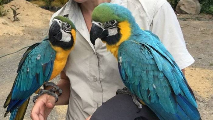 Сине-желтый ара и его брат-беглец сидят на руках у работника Оклендского зоопарка