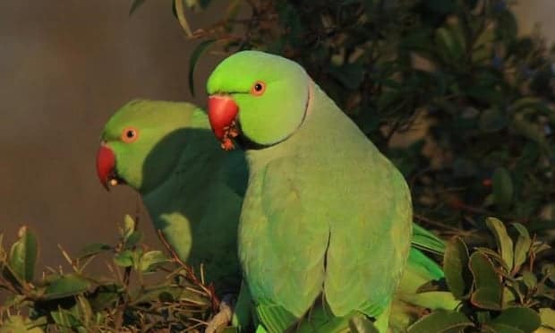 Пара ожереловых попугаев позирует фотографу, сидя в листве дерева