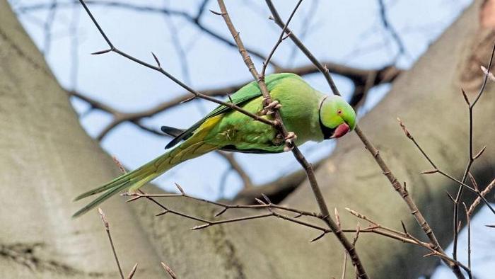 Ожереловый попугай прекрасно себя чувствует в парковой зоне Дюссельдорфа, восседая на ветках дерева