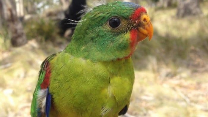 Фотография крупным планом самца ласточкового попугая