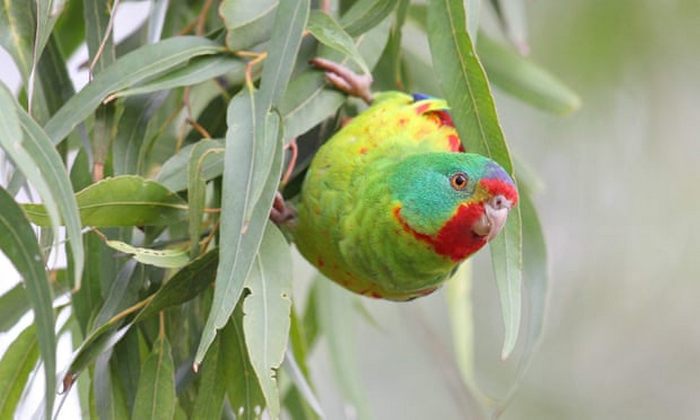 Ласточковый попугай прячется в листве дерева