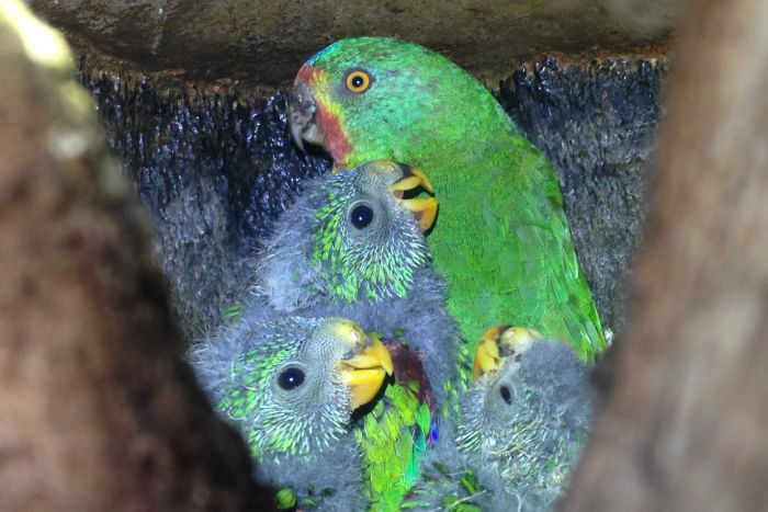 Подрастающее потомство ласточкового попугая в дупле