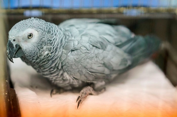 Фото серого попугая после проведения операции ветеринарами