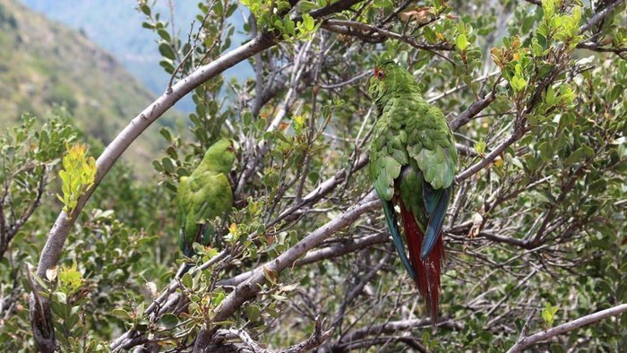 Два изумрудных попугая скрываются в ветвях деревьев