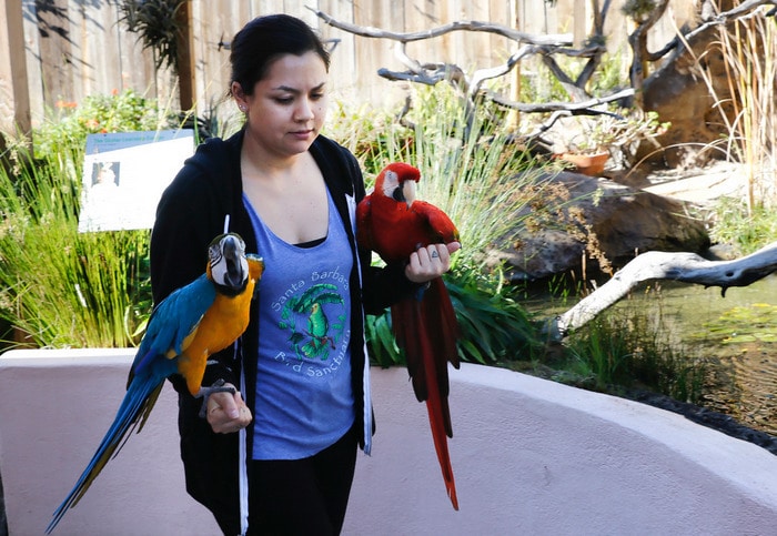 Помощница Джейми МакЛеод несет на руках двух попугаев ара