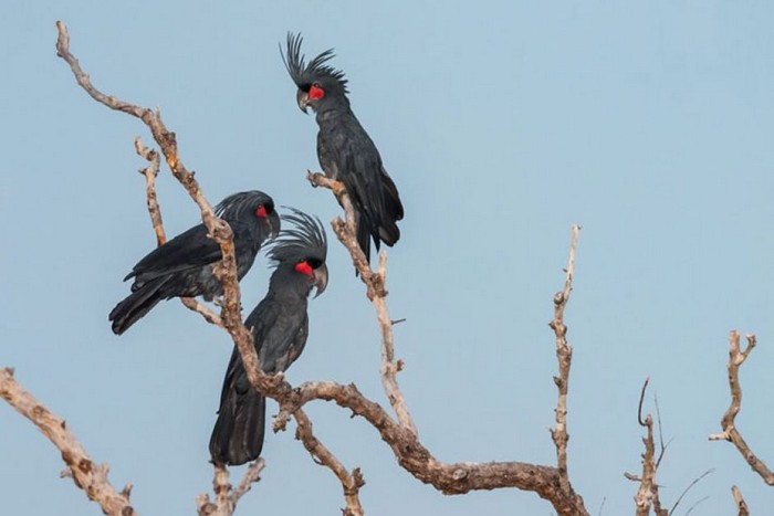 Трио черных какаду восседает на сухой верхушке дерева