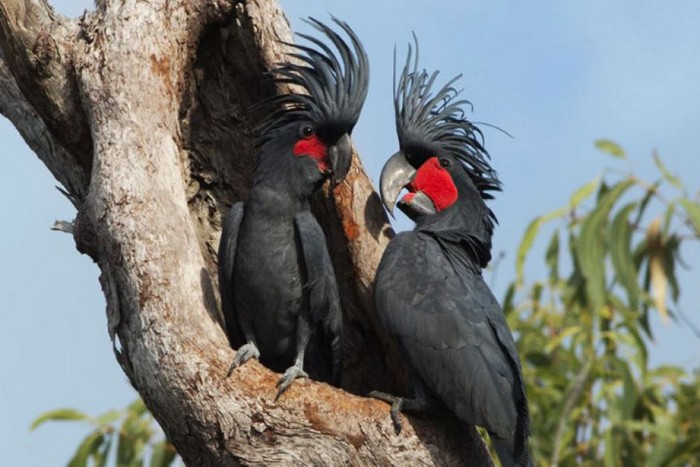 Пара черных какаду общается на фоне дупла дерева