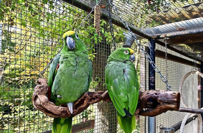 Два амазона сидят в вольере зоопарка немецкого Эсслингена