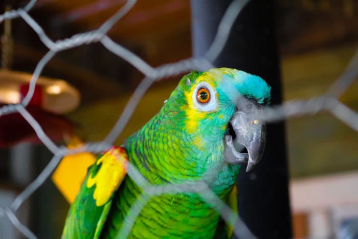 Самый неудачливый попугай - синелобый амазон Фредди Крюгер из Бразилии