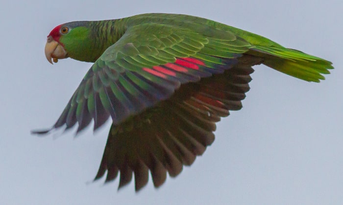 Фотография летящего зеленощекого амазона