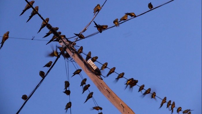 Скалистые попугаи оккупировали провода у столба