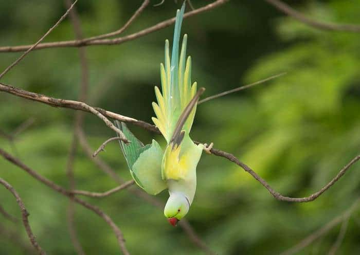 Ожереловый попугай сидит на ветке в низ головой