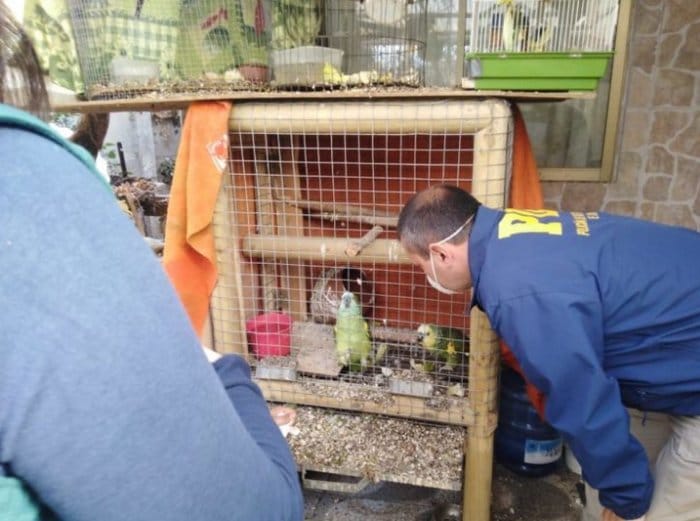 Спасенные попугаи в Чили скоро будут освобождены из клетки