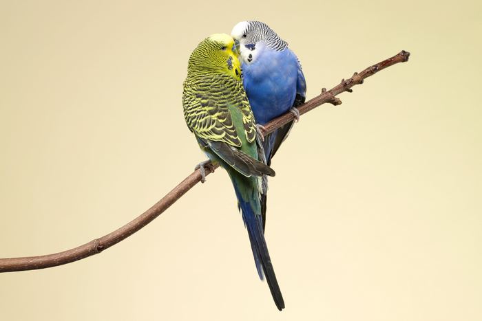 Пара волнистых попугайчиков целуется, сидя на ветке