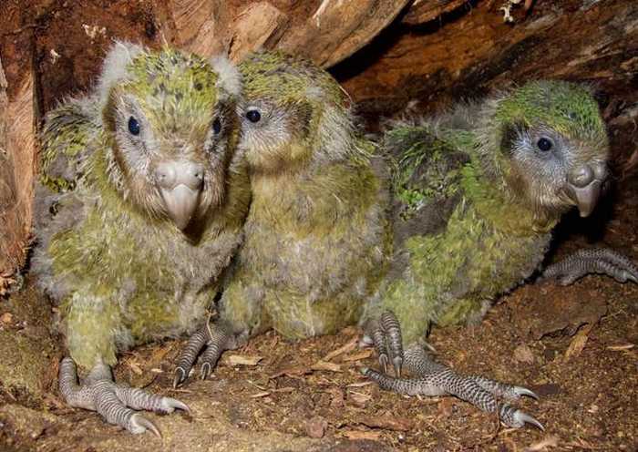 Три птенца какапо сидят в гнезде