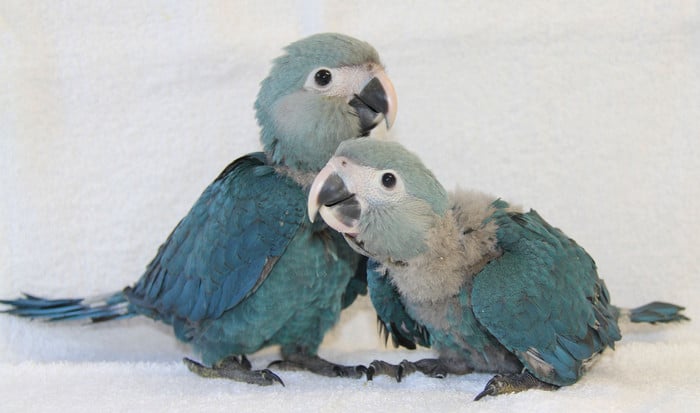 Пара птенцов уникального голубого ары крупным планом