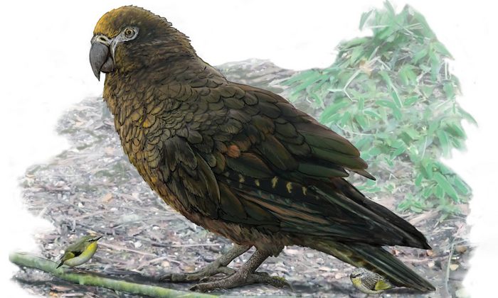 Примерное изображение древнего попугая Heracles inexpectatus