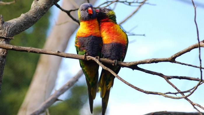 Пара радужных лорикетов сидит на дереве где-то в окрестностях Окленда