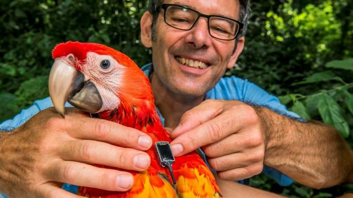 Красный ара снабжается датчиком, устанавливаемым участником исследовательского проекта