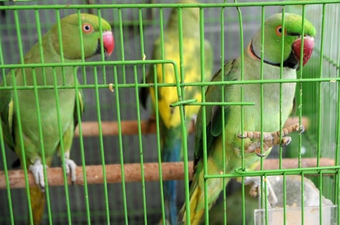 Ожереловые попугаи после суда и реабилитации будут выпущены в дикую природу