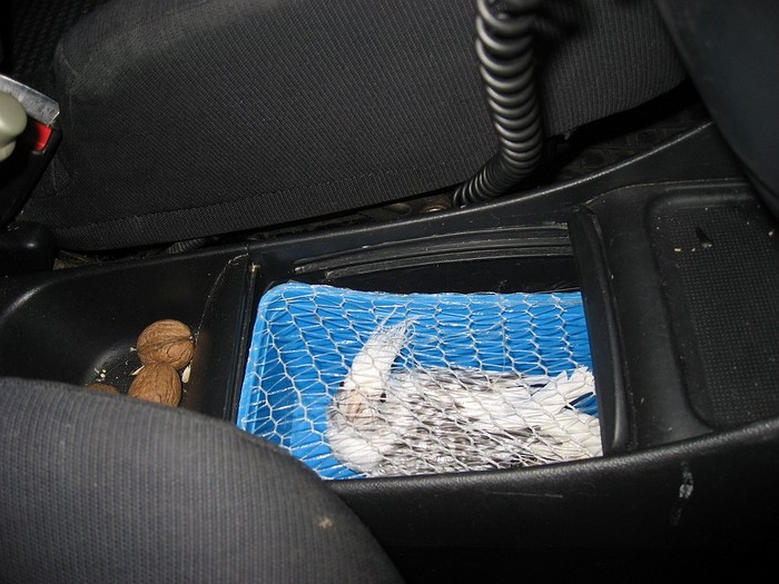 Фотография спрятанного попугая корелла в автомобиле