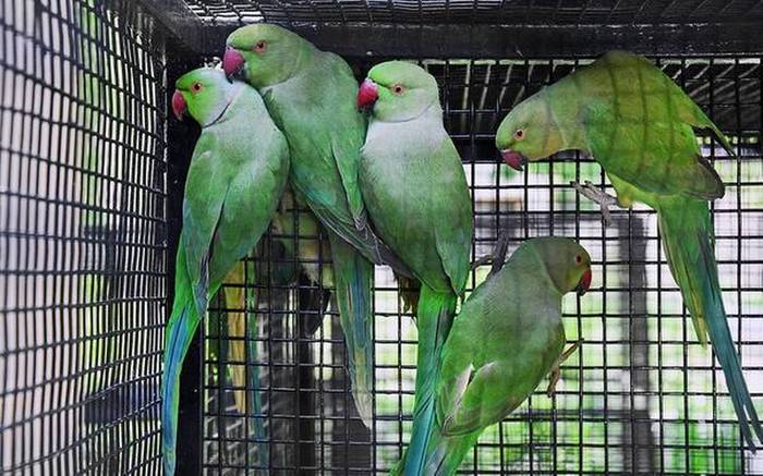 Ожереловые попугаи сидят в клетке прежде, чем вернуться в дикую природу