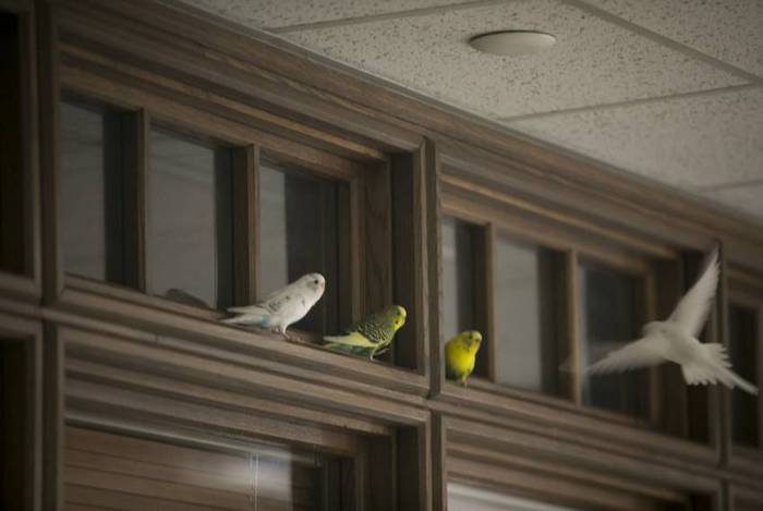 Волнистые попугайчики всячески развлекаются внутри офисного пространства